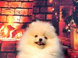 Pomerani̇an Boo Üst Kali̇te Kizimiz