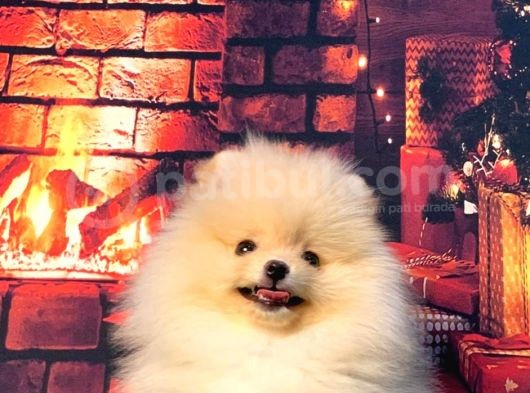 Pomerani̇an Boo Üst Kali̇te Kizimiz görsel