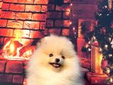 Pomerani̇an Boo Üst Kali̇te Kizimiz