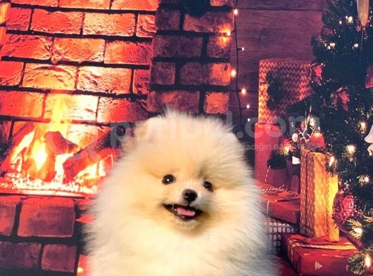 Pomerani̇an Boo Üst Kali̇te Kizimiz