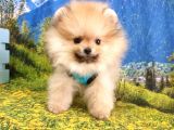 Orjinal Pomeranian Boo Yavrularımız