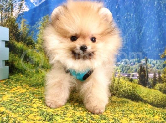 Orjinal Pomeranian Boo Yavrularımız görsel