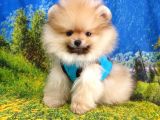 Orjinal Pomeranian Boo Yavrularımız