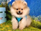 Orjinal Pomeranian Boo Yavrularımız