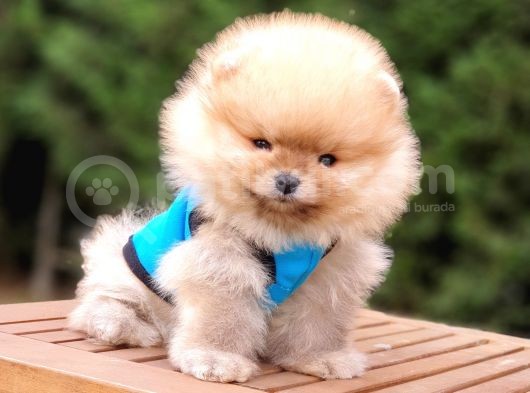 Orjinal Pomeranian Boo Yavrularımız görsel