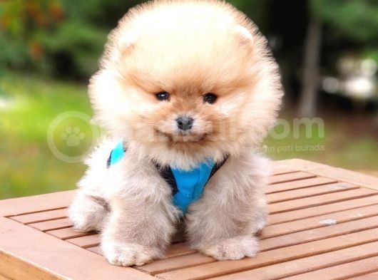 Orjinal Pomeranian Boo Yavrularımız görsel
