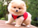 Pomeranian Boo Teddy Bear Yavrular