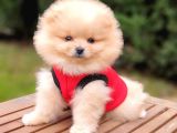 Pomeranian Boo Teddy Bear Yavrular