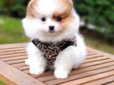 Teddy Face Pomeranian Boo Yavrularımız