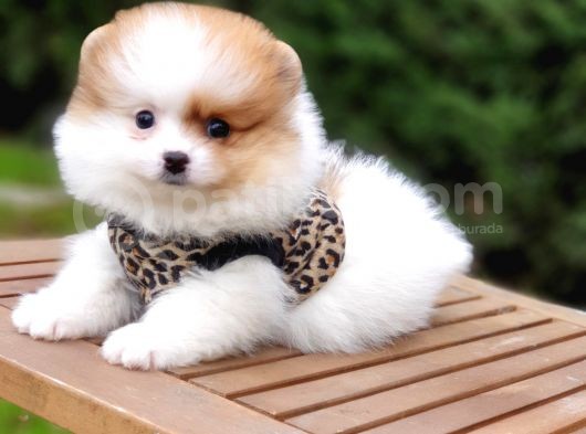 Teddy Face Pomeranian Boo Yavrularımız görsel