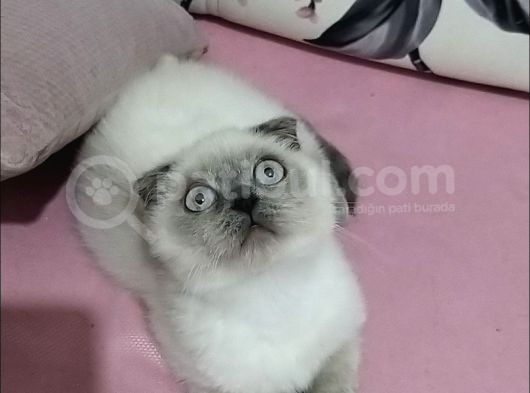 Bir Birinden Güzel Yavrular