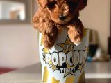 Redbrown Toy Poodle