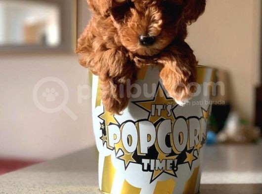 Redbrown Toy Poodle