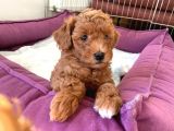Redbrown Toy Poodle