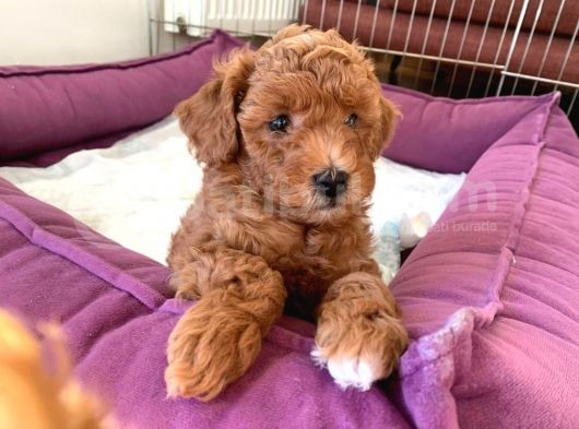 Redbrown Toy Poodle görsel