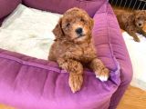 Redbrown Toy Poodle