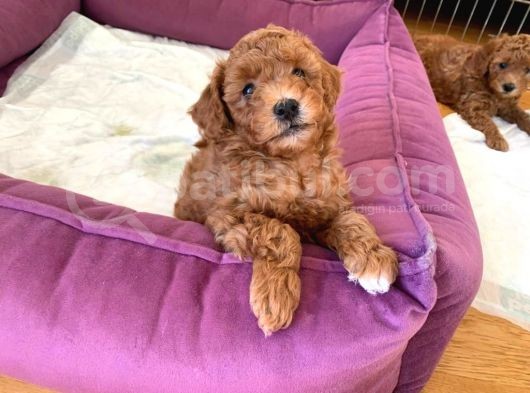 Redbrown Toy Poodle görsel