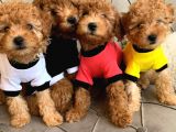 Redbrown Toy Poodle