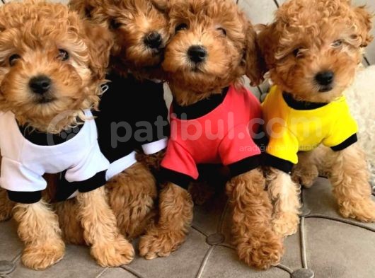 Redbrown Toy Poodle görsel