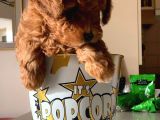 Redbrown Toy Poodle
