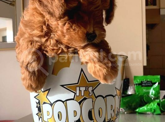 Redbrown Toy Poodle görsel