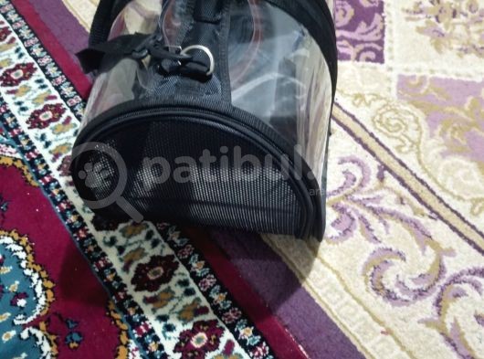 Scotti̇sh Fold Di̇şi̇ görsel