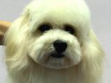 Baby Face Maltipoo Erkek Yavrumuz 2.5 Kg 8 Aylık