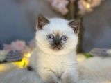 Show Kali̇te Panda Surat Bri̇ti̇sh Shorthai̇r Blue Poi̇nt