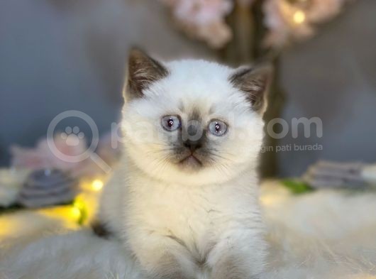 Show Kali̇te Panda Surat Bri̇ti̇sh Shorthai̇r Blue Poi̇nt