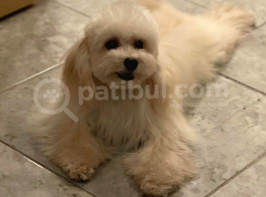 Orjinal Maltipoo Erkek Yavrumuz 2.5 Kg 8 Aylık görsel