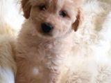 Sevimli Dişi Apricot Maltipoo Yavru