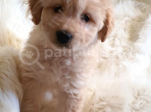 Sevimli Dişi Apricot Maltipoo Yavru görsel