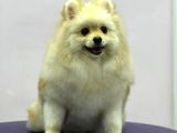 Sevimli Pomeranian Spitz Erkek Yavrumuz
