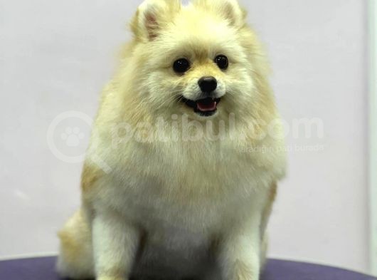 Sevimli Pomeranian Spitz Erkek Yavrumuz görsel