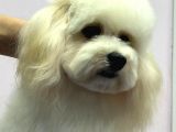 Baby Face Maltipoo Erkek Yavrumuz 2.5 Kg 8 Aylık