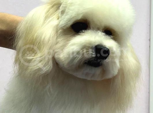 Baby Face Maltipoo Erkek Yavrumuz 2.5 Kg 8 Aylık görsel