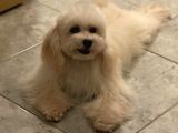 Orjinal Maltipoo Erkek Yavrumuz 2.5 Kg 8 Aylık