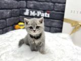 Muhteşem Bri̇ti̇sh Shorthai̇r Safkan Irk Garanti̇li̇