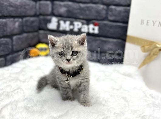 Muhteşem Bri̇ti̇sh Shorthai̇r Safkan Irk Garanti̇li̇ görsel