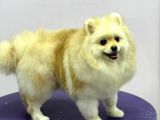 Sevimli Pomeranian Spitz Erkek Yavrumuz