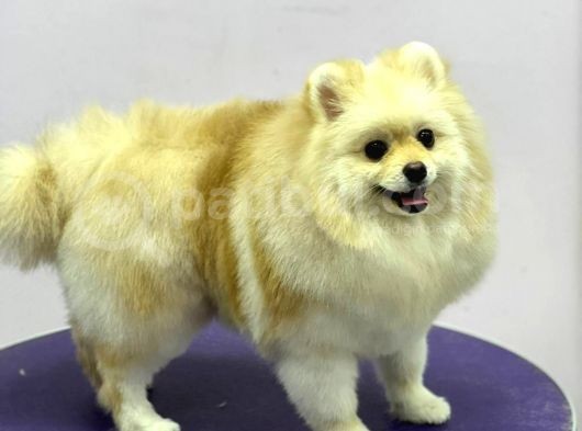 Sevimli Pomeranian Spitz Erkek Yavrumuz görsel