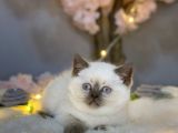 Show Kali̇te Panda Surat Bri̇ti̇sh Shorthai̇r Blue Poi̇nt