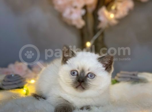Show Kali̇te Panda Surat Bri̇ti̇sh Shorthai̇r Blue Poi̇nt görsel