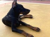 6 Aylık A Secereli Doberman Şampiyon Kan Hattı
