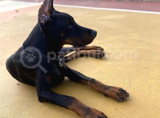 6 Aylık A Secereli Doberman Şampiyon Kan Hattı görsel
