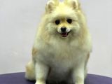 Sevimli Pomeranian Spitz Erkek Yavrumuz