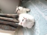 Dişi Erkek Beyaz Longhair Mavi Göz 3 Buçuk Aylık