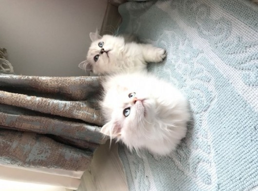 Dişi Erkek Beyaz Longhair Mavi Göz 3 Buçuk Aylık görsel
