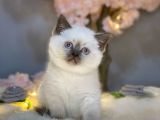 Show Kali̇te Panda Surat Bri̇ti̇sh Shorthai̇r Blue Poi̇nt