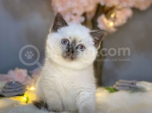 Show Kali̇te Panda Surat Bri̇ti̇sh Shorthai̇r Blue Poi̇nt görsel